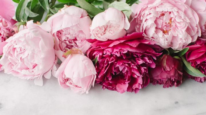 Pink Peony Wallpapers (57+ images)