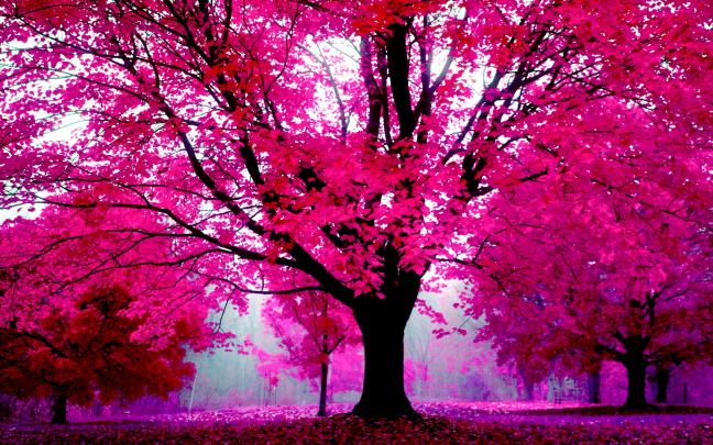 Pink Wallpaper for Desktop \u00b7\u2460 