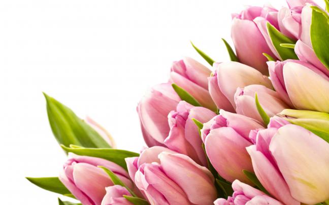 free tulip wallpaper pink - HD Desktop Wallpapers