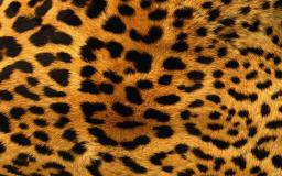 Cheetah Print Desktop Wallpaper
