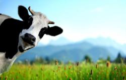 Cow Print Desktop Wallpaper