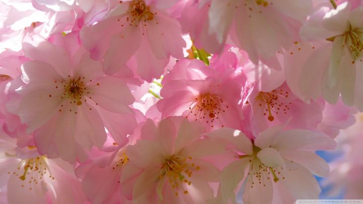 Japanese Cherry Blossom Wallpaper 1920x1080 (59+ images)