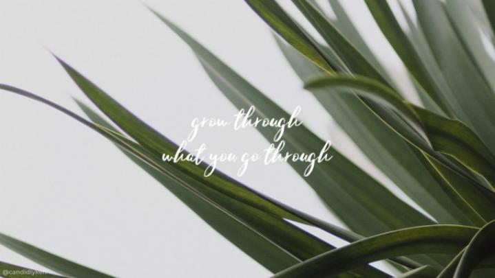 Desktop Wallpaper Plant Aesthetic - 1500x844 - Download HD Wallpaper 