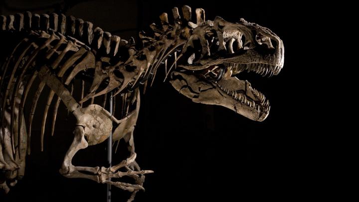 Dinosaur Wallpapers Backgrounds