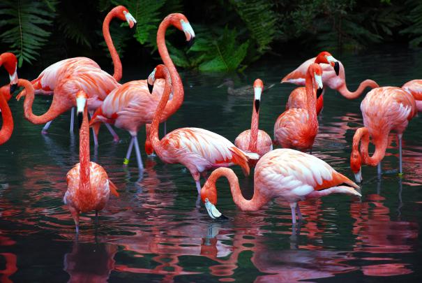 Flamingo Desktop Wallpaper