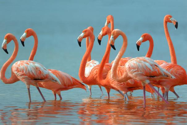 Flamingo Bird Wallpapers