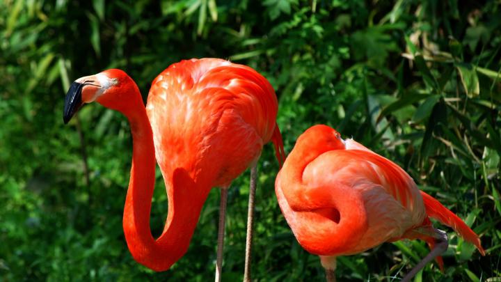 Flamingo Wallpapers HD