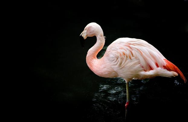 High quality picture of Flamingo, desktop wallpaper of bird, pink 