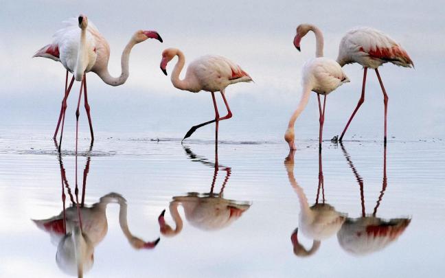 Flamingo Wallpapers Backgrounds