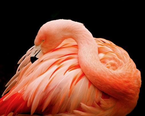 flamingo Wallpapers HD \/ Desktop and Mobile Backgrounds