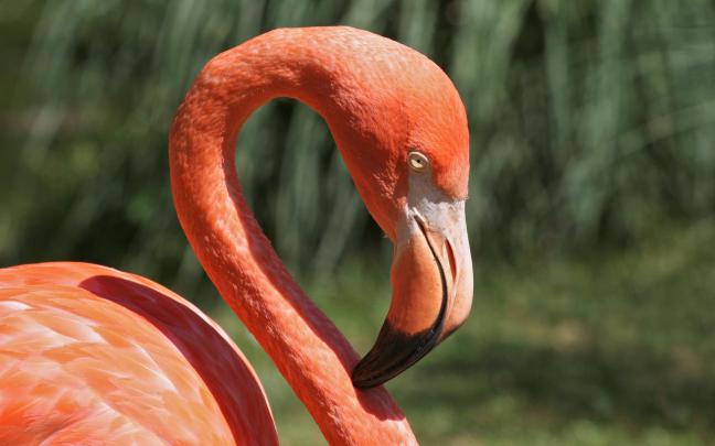 Flamingo wallpapers HD for desktop backgrounds