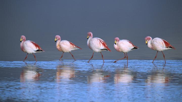 Free Download Flamingo Wallpapers