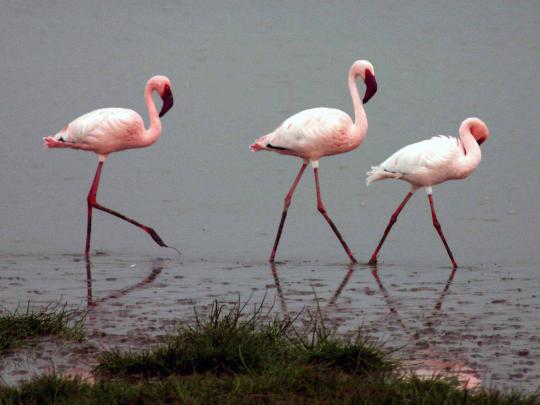 Flamingo Desktop Wallpaper -