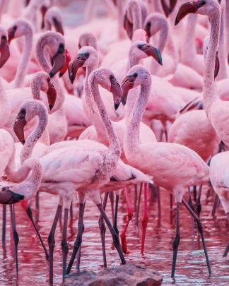 10 Beautiful 4K Ultra HD Flamingo Wallpaper Backgrounds for Iphone