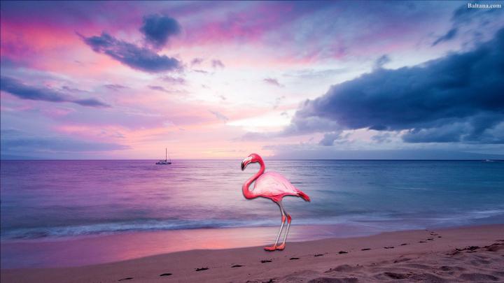 Flamingo Wallpapers (51+ background pictures)