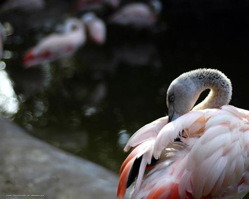 Animals Zoo Park: Flamingo Wallpapers, Pink Birds Wallpapers