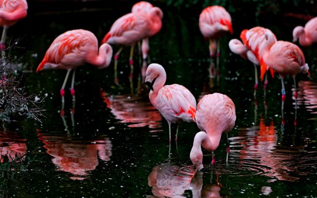 Flamingo Wallpapers HD