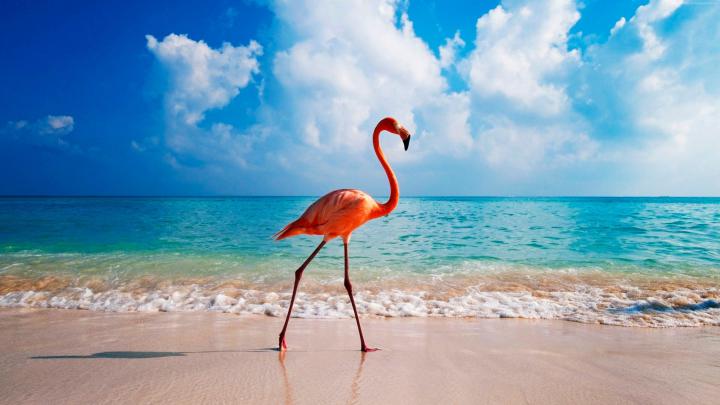 Flamingo Wallpaper (54+ images)