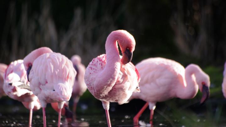 Wildlife, Birds, Flamingos, Wallpaper - Flamingo Hd Desktop - 1920x1080 