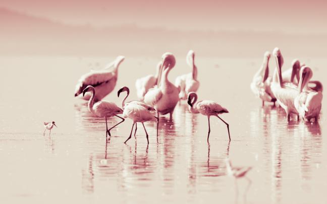 Flamingo Wallpapers HD