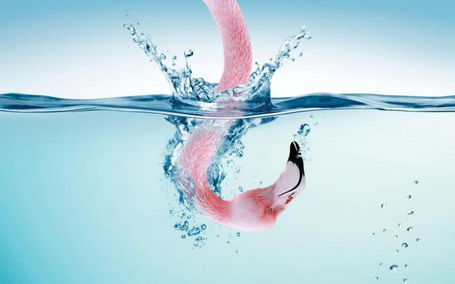 Daniel Sierra: Flamingo Birds Wallpapers, Pink Birds Wallpapers