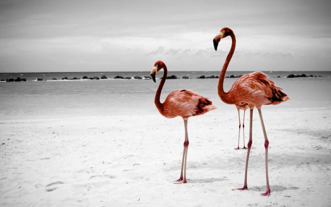 Flamingo Wallpapers Images Photos Pictures Backgrounds