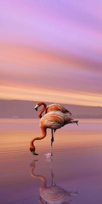 Iphone Flamingo Wallpaper - KoLPaPer - Awesome Free HD Wallpapers