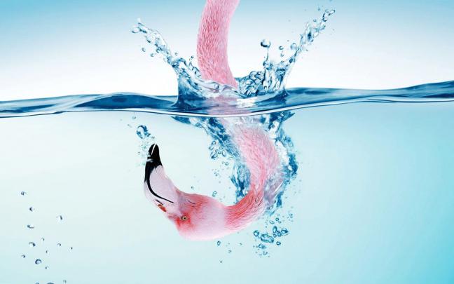 Free Download Flamingo Wallpapers