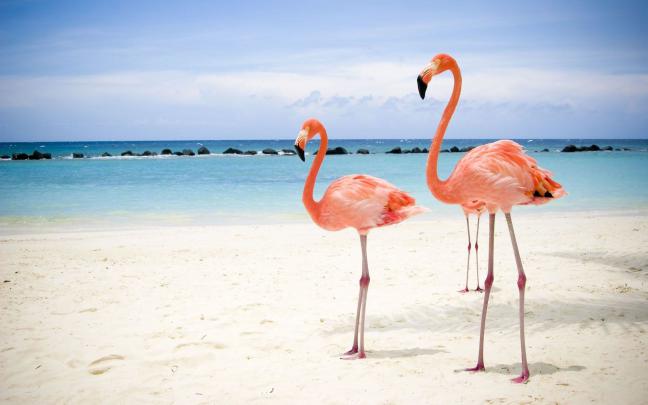 Most Downloaded Flamingo Wallpapers - Flamingos In Miami Beach 