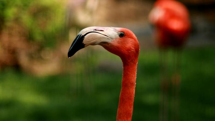 Flamingo Desktop Wallpaper -