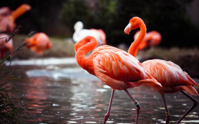 Flamingo Wallpapers HD