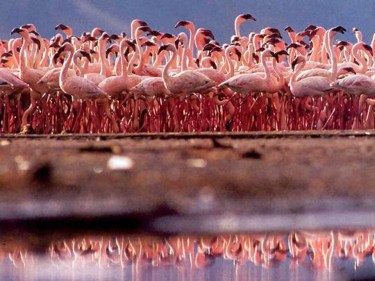 Daniel Sierra: Flamingo Birds Wallpapers, Pink Birds Wallpapers