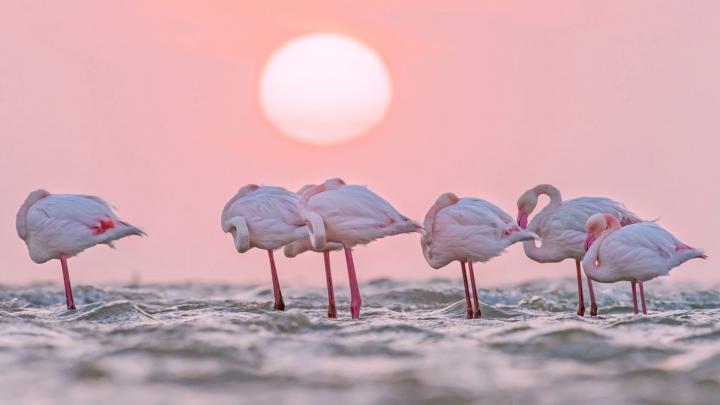 European Flamingo \u2013 Bing Wallpaper Download