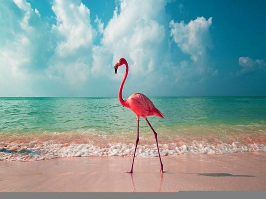 Free download Flamingo wallpaper ForWallpapercom [808x606] for your 