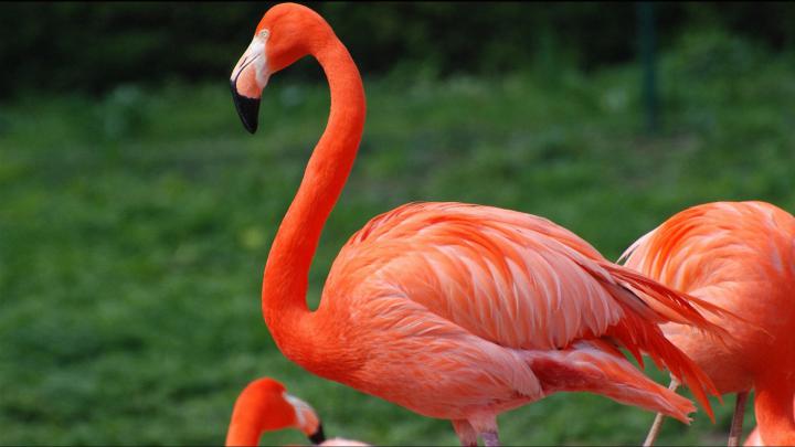 Red Flamingo Desktop Wallpaper Hd For Mobile Phones And Laptop 