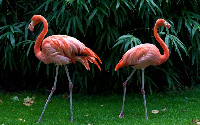 Flamingo Desktop Wallpaper Hd Widescreen Free Download For Windows 