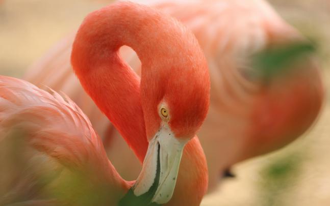 Flamingo Wallpapers Backgrounds