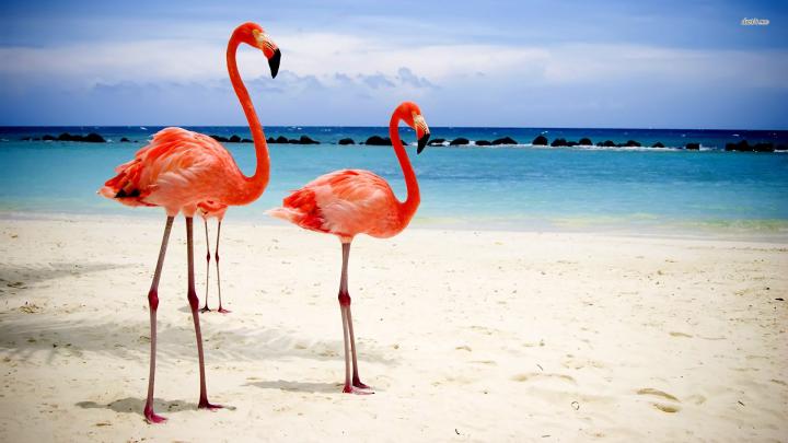 [46+] Flamingo Desktop Wallpaper 