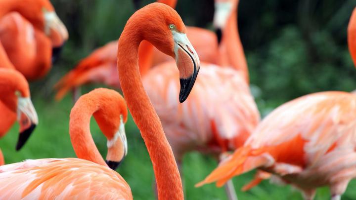 Flamingo HD desktop wallpaper : Widescreen : High Definition : Fullscreen