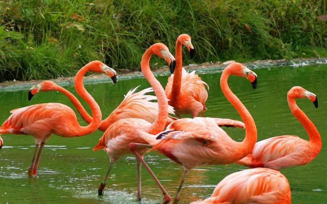 American Flamingo Desktop Wallpaper Full Screen 1920x1200 
