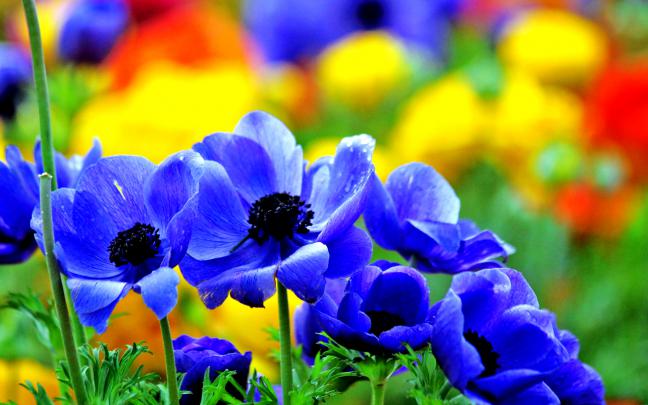 Flower Desktop Wallpaper Hd