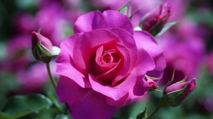 Full HD Rose Flower Wallpapers