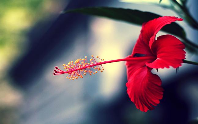 red flower macro wallpaper - HD Desktop Wallpapers