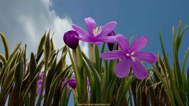 Top hd flowers wallpapers | HDIMAGESPLUS