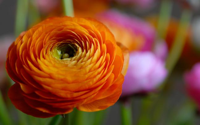 orange flower unique - HD Desktop Wallpapers