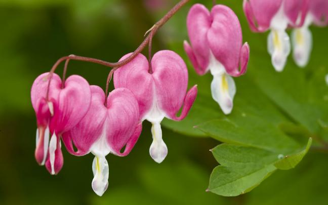 Top hd flowers wallpapers | HDIMAGESPLUS