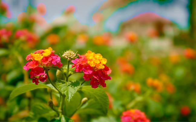Flower Wallpapers HD