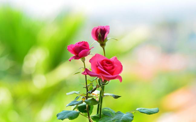 Flowers Wallpaper HD