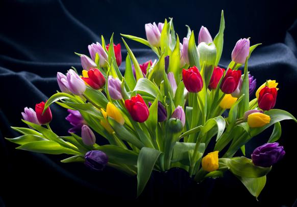 flowers, Simple background, Colorful, Plants, Leaves, Tulips Wallpapers 