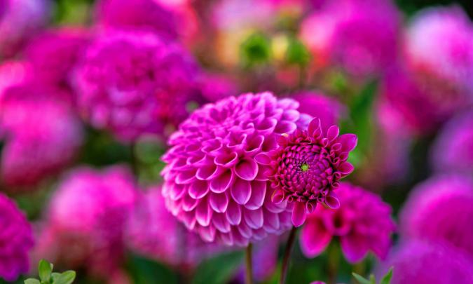 Dahlia Flower HD Wallpapers